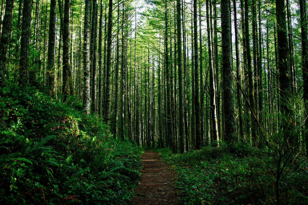 A narrow path between tall trees in a green forest.